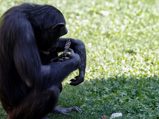 Desgarrador duelo: la chimpancé Natalia soltó a su cría muerta después de siete meses