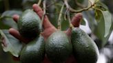 Mexico foreign ministry to speak with U.S. to end avocado conflict, president says