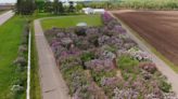 Purple Maze: 'Lilac labyrinth' opens to public for third year