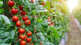 8 common tomato growing mistakes that can ruin your harvest – plus how to avoid them