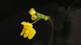 Yellow-flowered meat-eater is an aquatic species | Mystery Plant