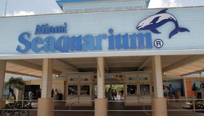 Miami Seaquarium accused of ‘fear and intimidation' of employees, hindering USDA investigation: Report