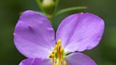 Nature: Rare Maryland meadow-beauty spotted in Ohio