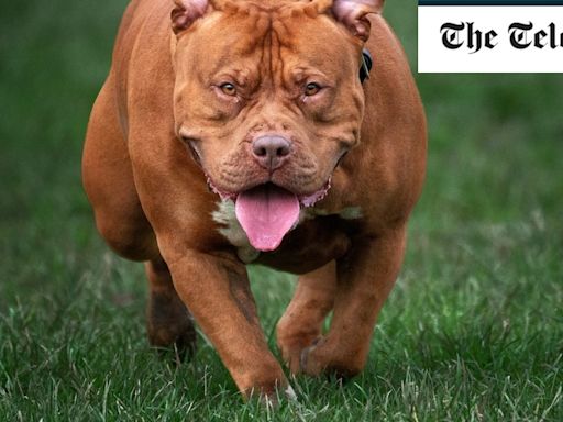 XL Bully dogs need to be put down for good