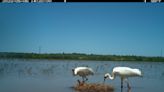 Record 8 fledged chicks for Louisiana's wild 'whoopers'