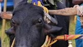 Winner Of First Kambala Annual Buffalo Race In Bengaluru Dies - News18