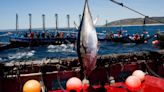 La Agencia Europea de Pesca coordina desde Vigo el control de la pesca del atún rojo en el Mediterráneo
