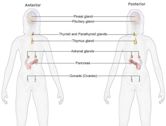 Endocrinology