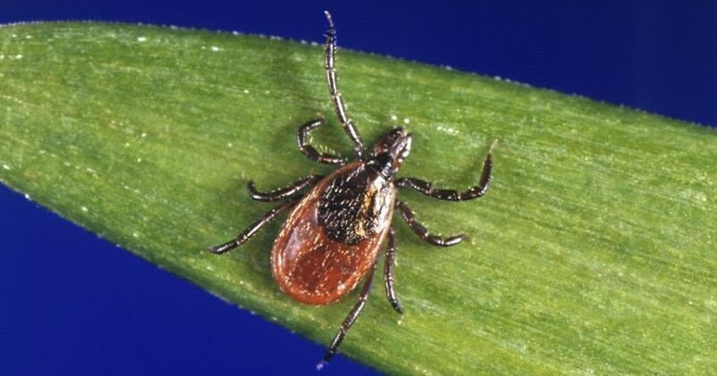 Tick season has arrived with a vengeance. Protect yourself with these tips