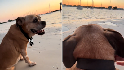 Dog walks over to girls at the beach, what happens next has them "crying"