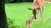 What to know about fawn season in Central Texas