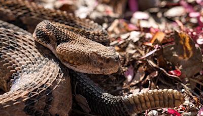 Timber rattlesnake map shows habitats in the US