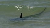 Girl seriously injured in shark attack at Florida beach