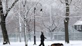 Pet owners should take these steps to protect cats and dogs in winter, says veterinarian