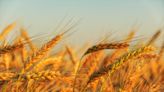 Trigo: melhora na produtividade do cereal norte-americano derruba cotações em Chicago | Agro Estadão