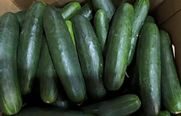 At least 8 sick in Georgia in salmonella outbreak possibly linked to recalled cucumbers