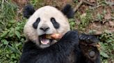 Los pandas se dirigirán a San Diego después de una “ceremonia de despedida” en China