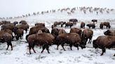 Tribal bison hunt expands on National Elk Refuge to include Eastern Shoshone