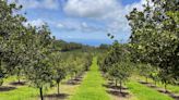 Hawaii is known for its macadamia nuts. Lawmakers want to keep it that way