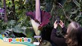 The rare corpse flower, which smells like rotting food and sweaty socks