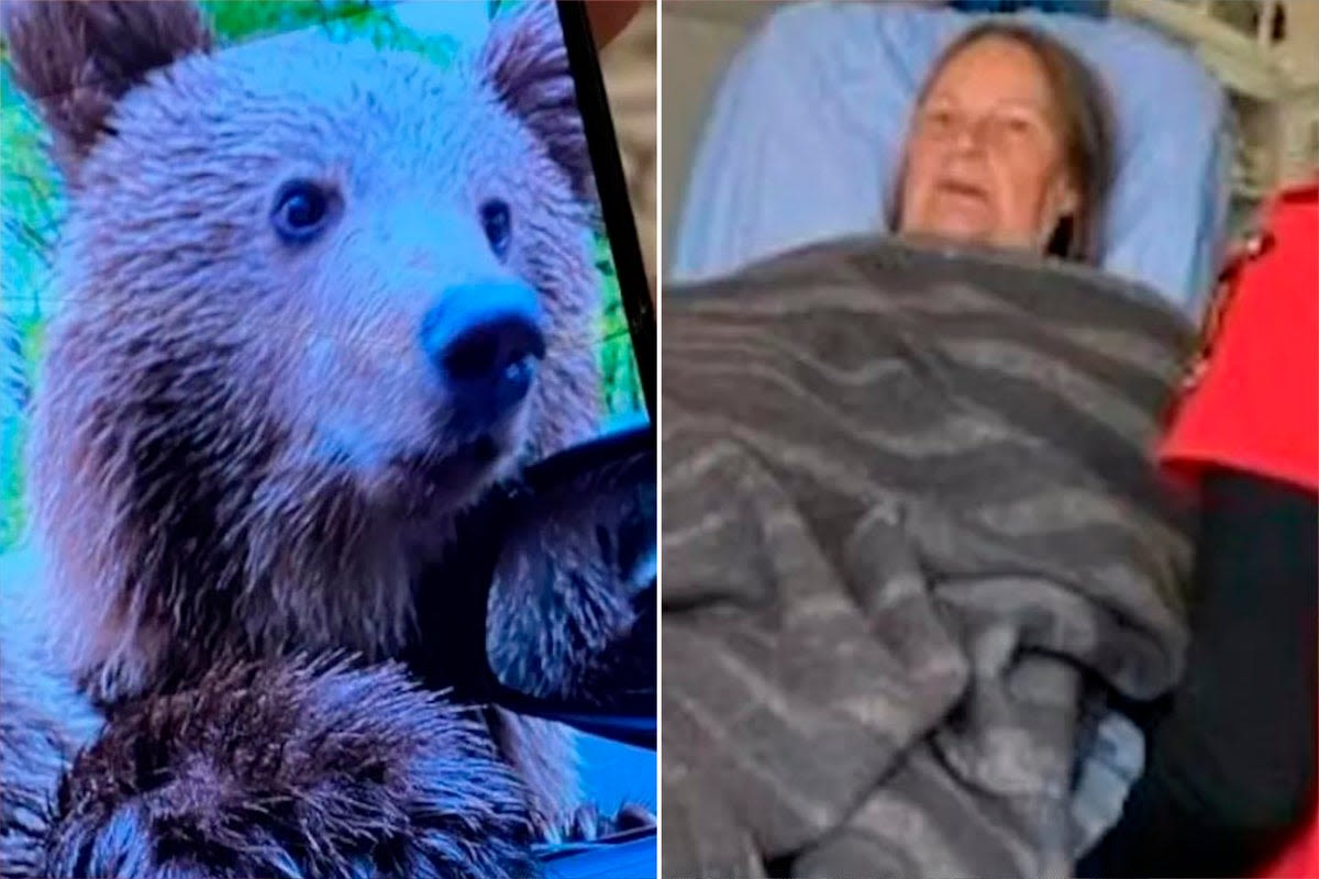 British tourist, 72, mauled by bear after rolling down car window to take photo with it