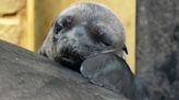 Meet Nessie! Adorable sea lion pup born at safari park