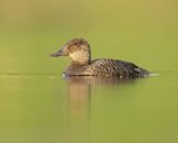 Blue-billed duck