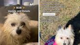 A TikTok of a rescue dog called Bob being passed up for adoption at an event has blown up, leading to a wave of interest in giving him a forever home