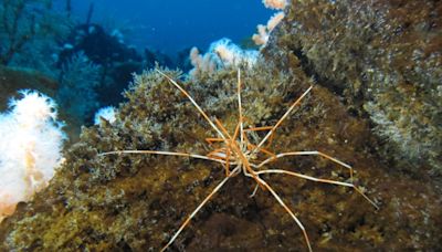 Scientists Solve 140-Year-Old Giant Antarctic Sea Spider Reproductive Mystery