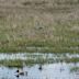 Ridgefield National Wildlife Refuge