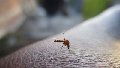 Quintana Roo entre los estados con mejor estrategia para combatir al dengue