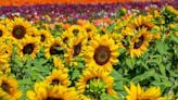 A ‘Sea of Sunflowers' is adding flair to the final week of The Flower Fields in Carlsbad