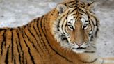 Tigers maul man to death inside big cat exhibit at Pakistan zoo