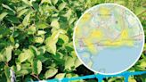 Dorset's most prolific 2024 Japanese Knotweed hotspots revealed in new data