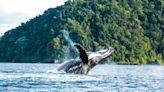 Temporada de avistamiento de ballenas en Colombia: los cinco mejores destinos y fechas para verlas