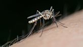 Los insectos que propagan el virus del Nilo y la malaria serán identificados con mapas