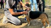 ¡Es oficial! Crean Padrón de Paseadores de Perros en la CDMX | El Universal