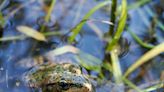 Yosemite National Park has Reintroduced 250 California Red-Legged Frogs Throughout Yosemite Valley