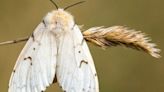 Watch for aerial spraying in Montague for spongy moths