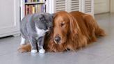 Abandoned Dog and Cat Named After ‘Homeward Bound’ Characters Now Eligible for Adoption as Bonded Pair