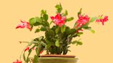 How to Care for Christmas Cactus