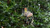 They're big. They're colorful. But Joro spiders aren't nightmare fodder