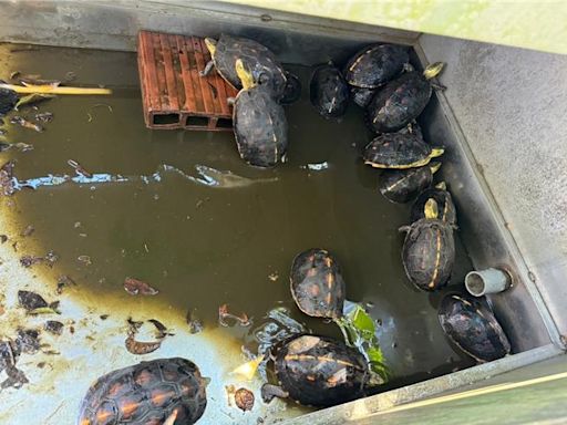 淡水廢苗圃查獲279隻保育龜 動保處依法扣留、追查飼主 - 生活