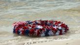 NSA Panama City commemorates 82nd anniversary of Battle of Midway