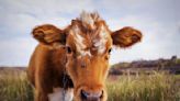 Rescued Calf's First Time Running Free in a Pasture Is Full of Beauty