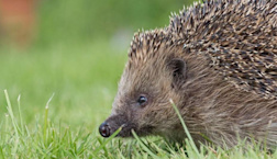 How hedgehogs became a problem in the Hebrides