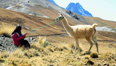 Proponer pastoreo de llamas para fomentar turismo en Milluni - El Diario - Bolivia