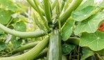 15 Companion Plants for Zucchini—and 5 to Keep Separate—for the Ultimate Summer Harvest