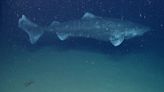 Greenland sharks can live for over 250 years, and scientists think their anti-aging secrets may help humans live longer