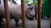 Critically endangered white rhino born in Netherlands departs zoo for new home in Lithuania